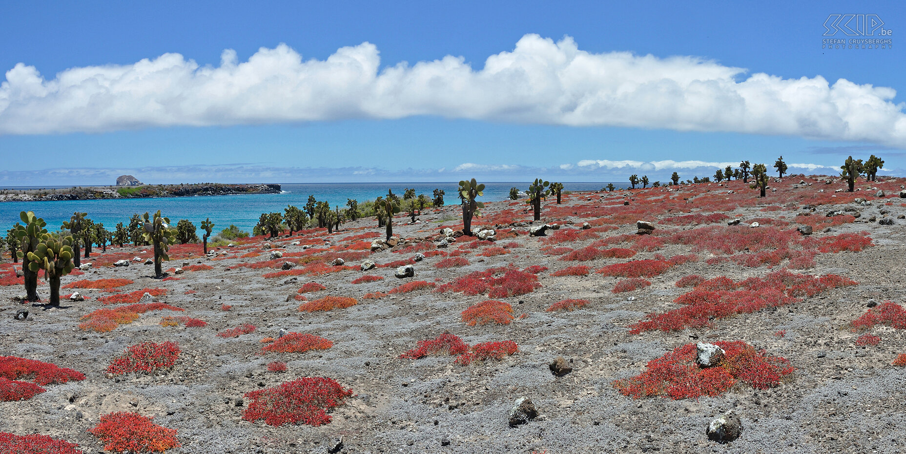 Galapagos - South Plaza  Stefan Cruysberghs